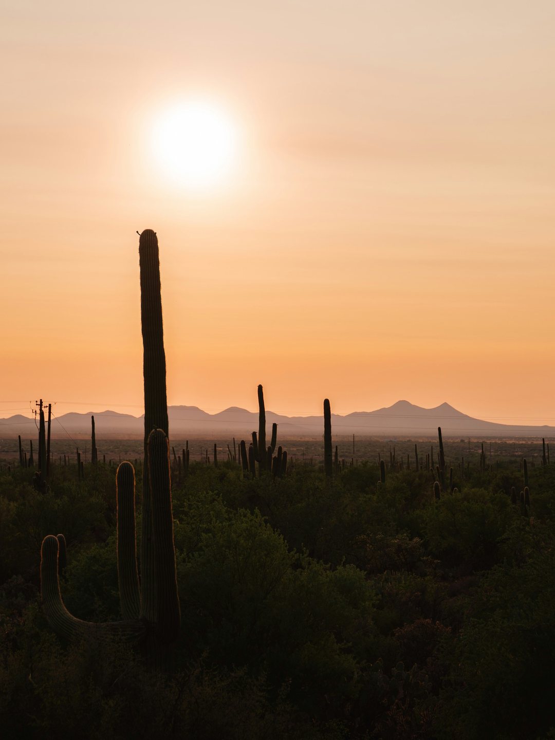 A vast Arizona desert vista at sunrise, mountains and saguaros silhouetted against amber light.